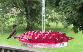 Ant-Proof Hummingbird Feeder — Hanging Outdoor Perch