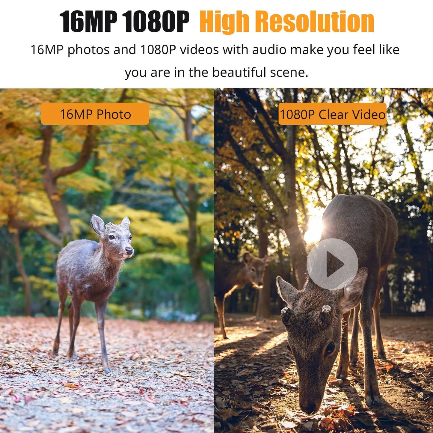 1080P HD Night Vision Trail Camera – Wildlife & Security Camera