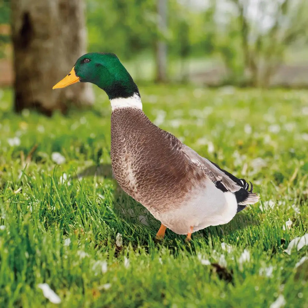 Outdoor Duck Decoration – Double-Sided Garden Silhouette