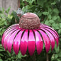 Coneflower Bird Feeder — Colorful Garden Bird Feeder