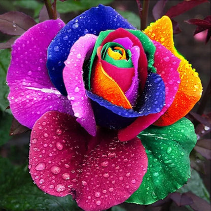 Rainbow Rose Seeds – Exotic Multicolor Rose Flower Seeds