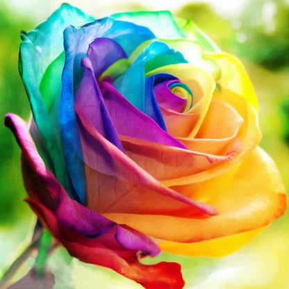 Rainbow Rose Seeds – Exotic Multicolor Rose Flower Seeds