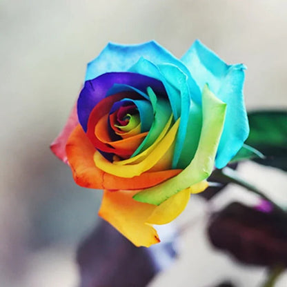 Rainbow Rose Seeds – Exotic Multicolor Rose Flower Seeds