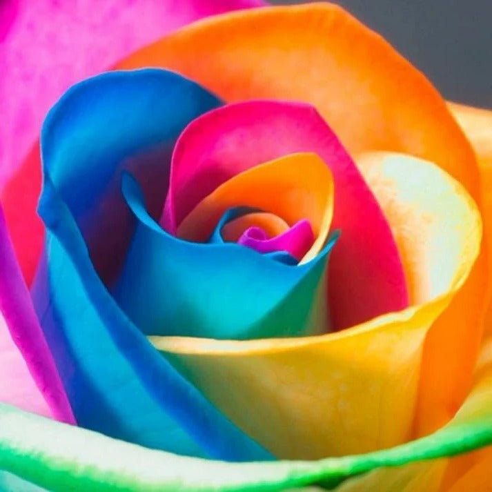 Rainbow Rose Seeds – Exotic Multicolor Rose Flower Seeds